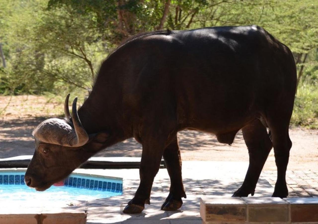 Twiga Lodge Mabalingwe Bela-Bela Zewnętrze zdjęcie